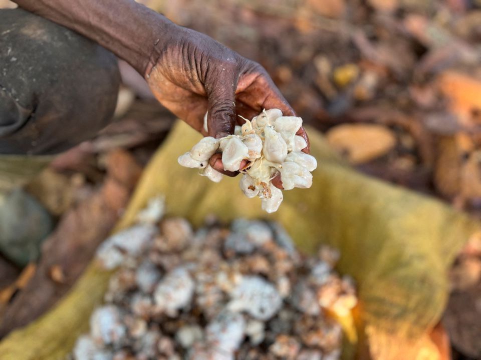 Sunny, dry weather boosting cocoa prospects in Ivory Coast, farmers say