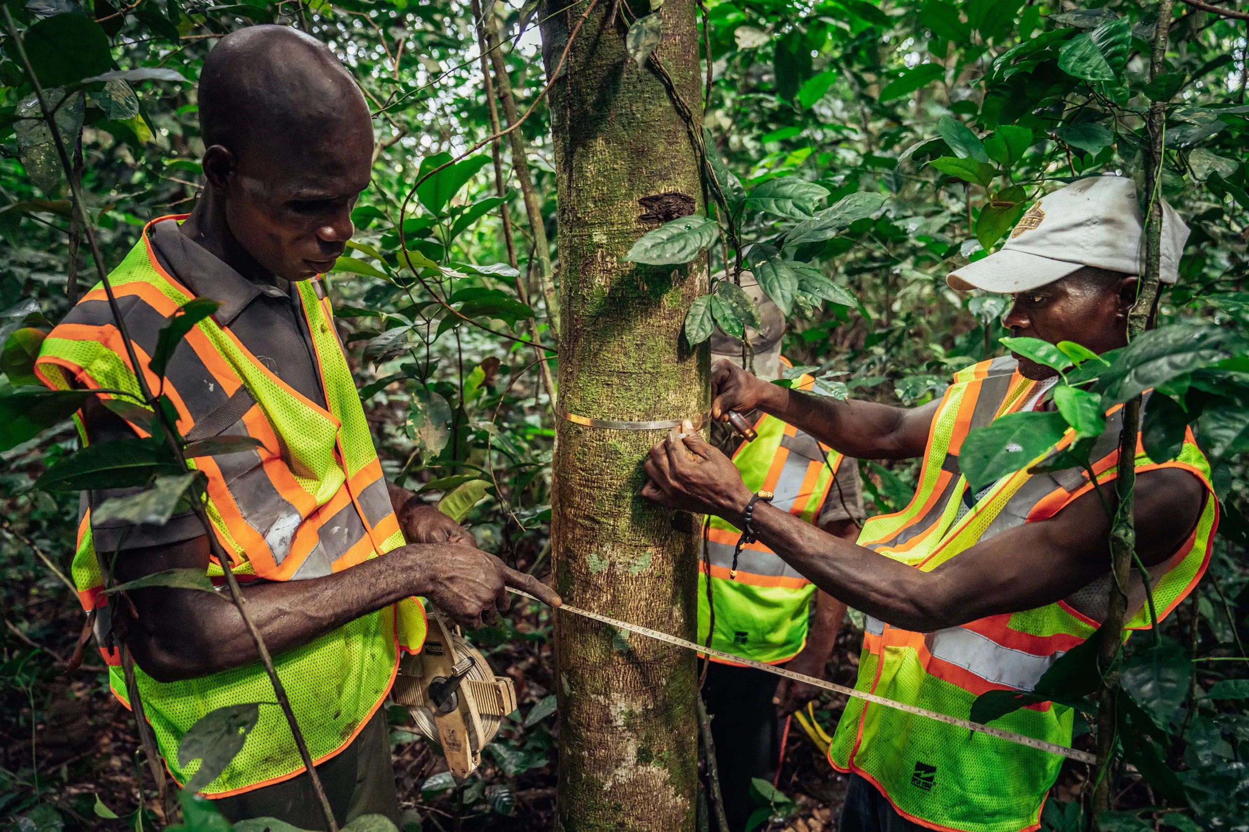 US imposes sanctions on former head of DR Congo’s wildlife agency