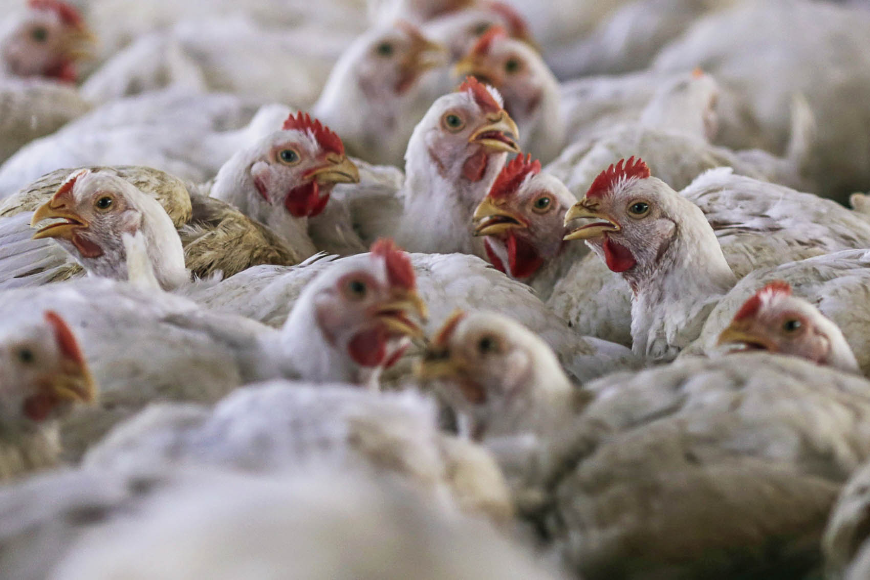 S. African poultry industry faces most severe bird flu outbreak