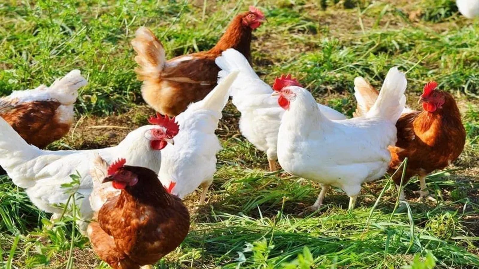Namibia halts poultry imports from South Africa over bird flu concern