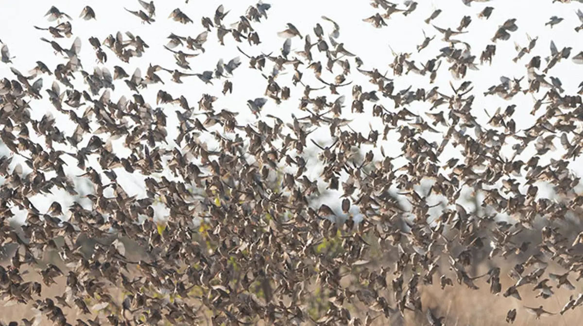 Tanzania culls 5M invasive quelea birds to protect grain crops