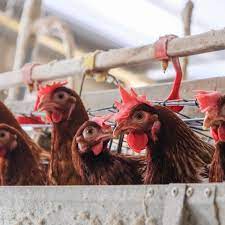 South Africa scrambles to stop outbreak of avian flu