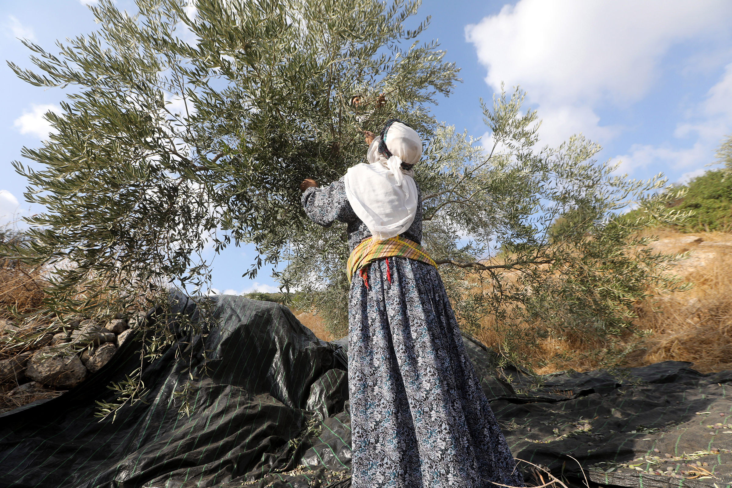Olive Trees: A symbol of Palestinian resilience