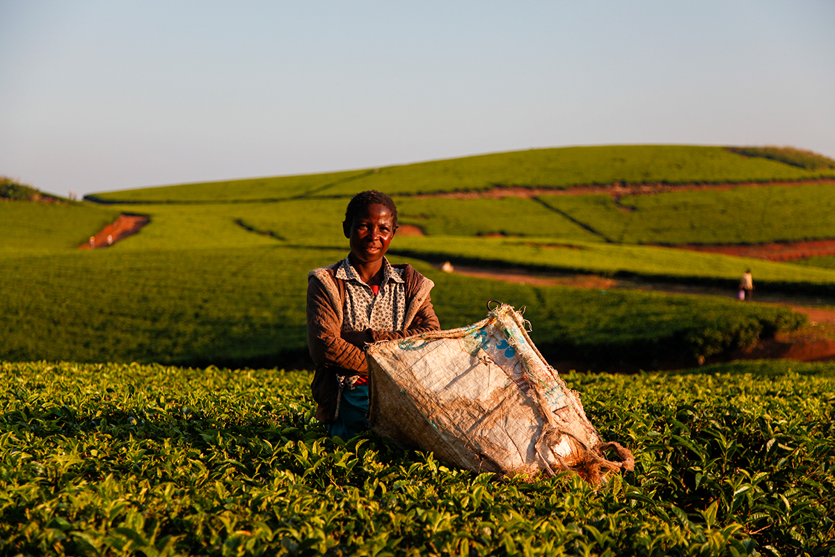 Brewing cultural experiences: Africa’s tea tourism flourishes