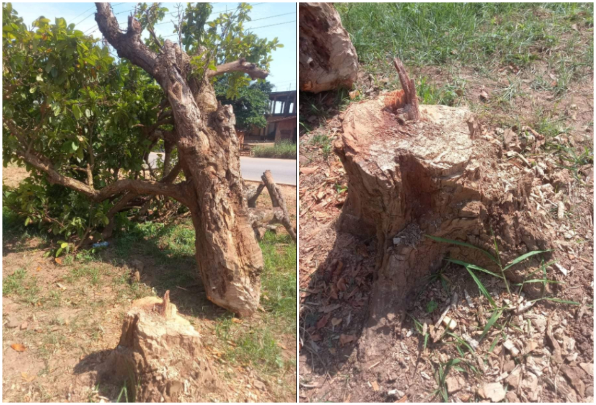 Ghanaian man denies involvement in the felling of 300-year-old tree