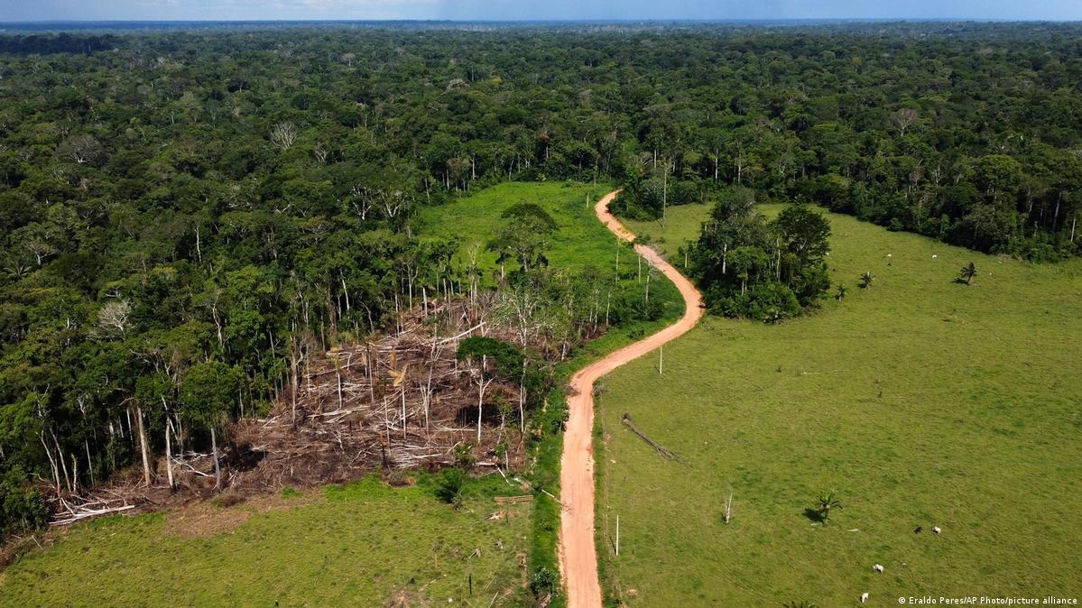 Amazon deforestation down 50% in 2023: Brazil