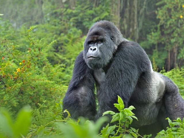 Conservation efforts yield hope for critically endangered gorillas in Africa