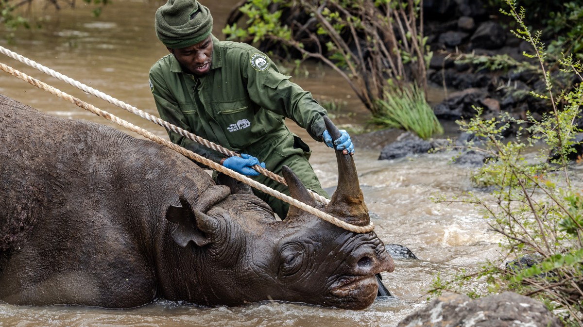 Kenya moving rhinos to new home