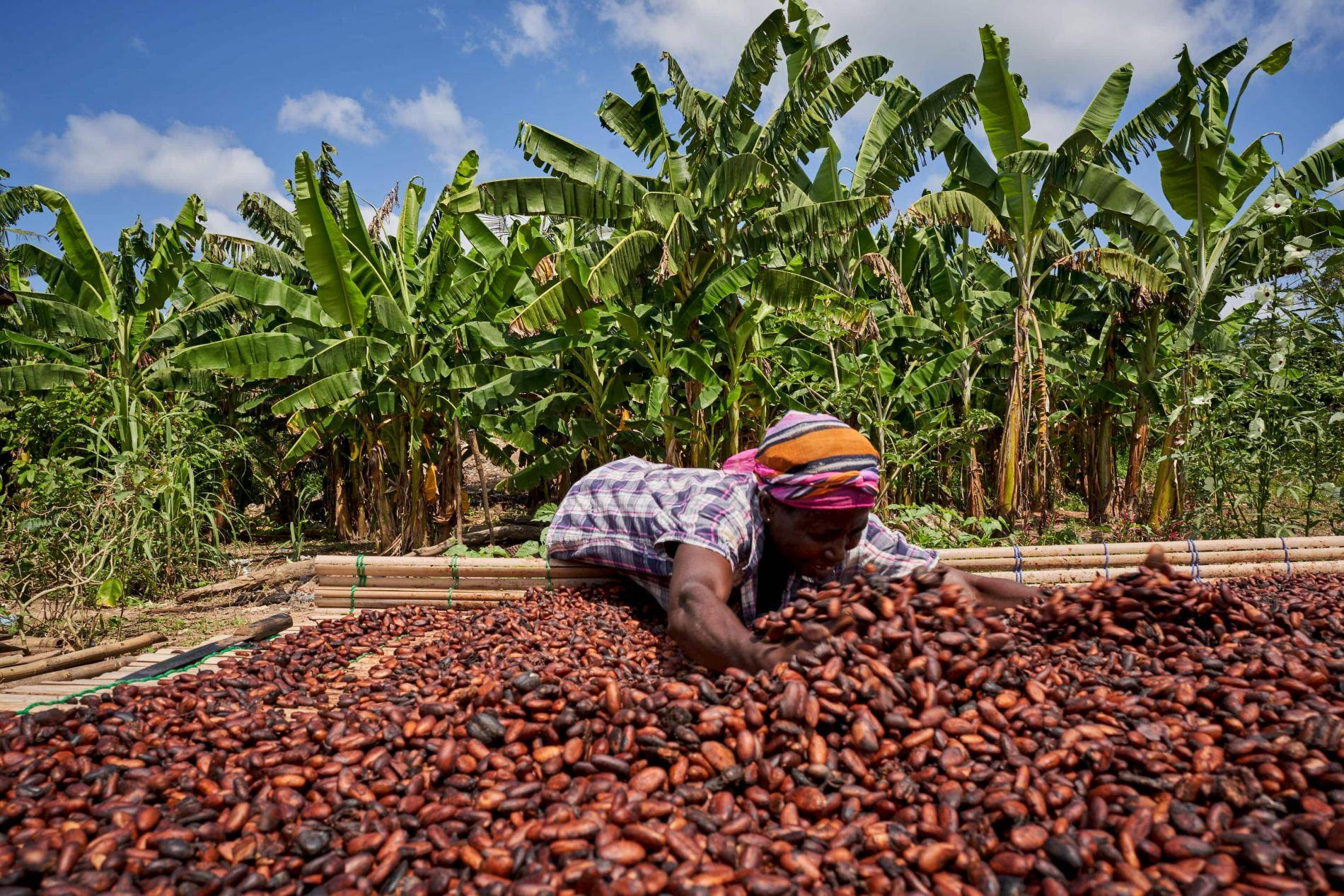 Low farmgate prices put strain on West African cocoa