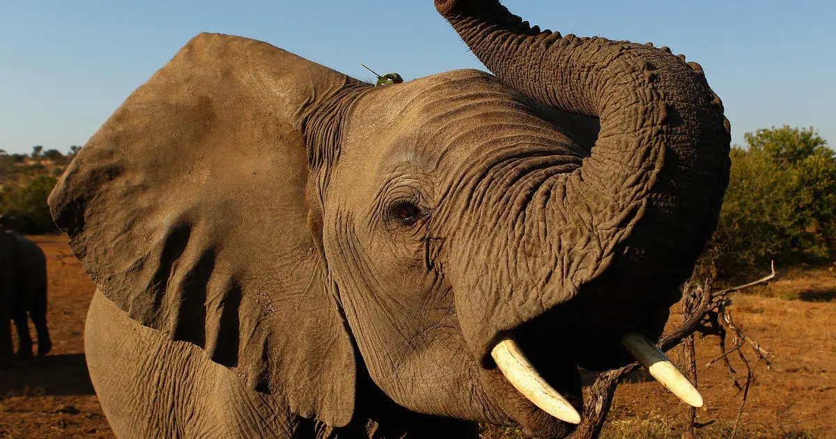 Why is Botswana threatening to send elephants to Germany?