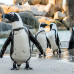 Meet the African penguins