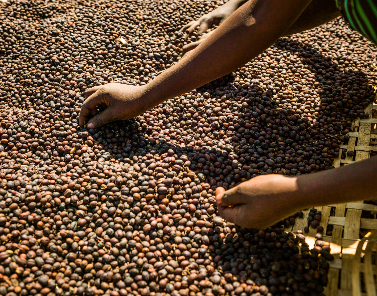 Ethiopia’s rich coffee legacy: From legend to phenomenon