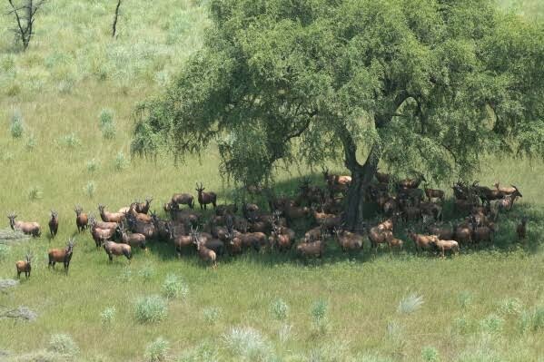 South Sudan home to world’s largest land mammal migration