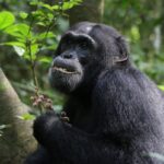 Wild chimpanzees use medicinal plants for self-treatment