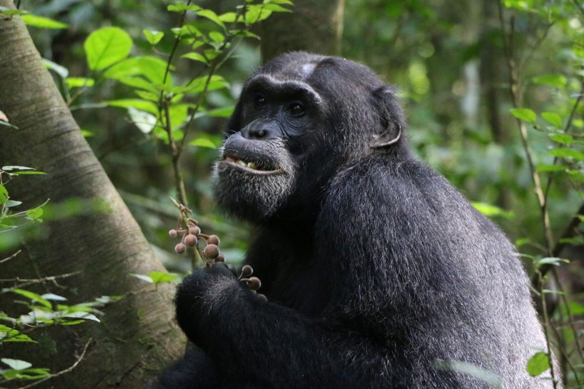 Wild chimpanzees use medicinal plants for self-treatment