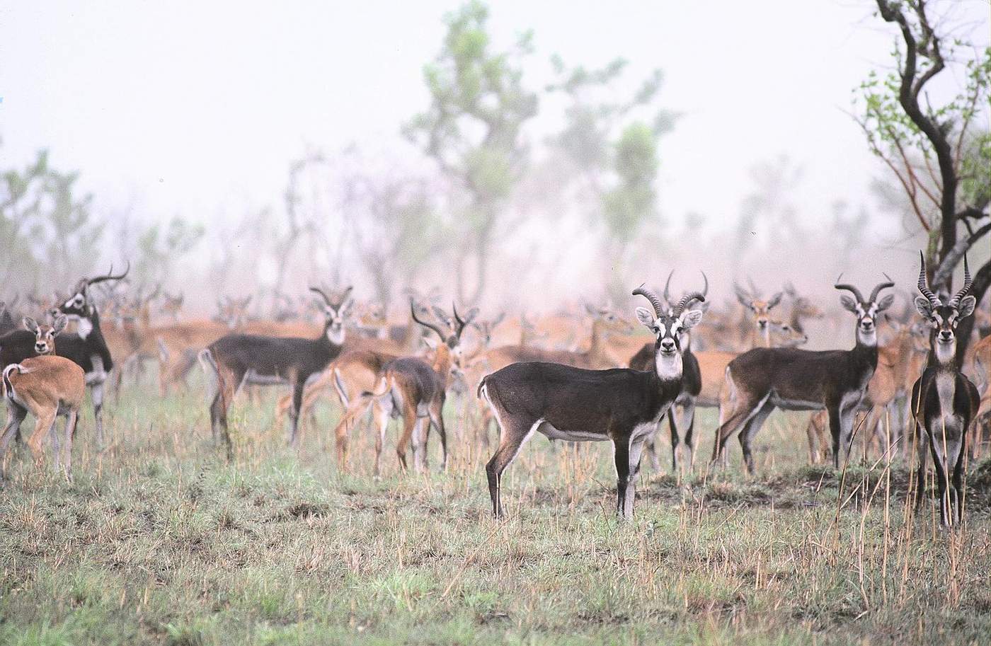 South Sudan’s 6M Antelope migration faces rising poaching threat