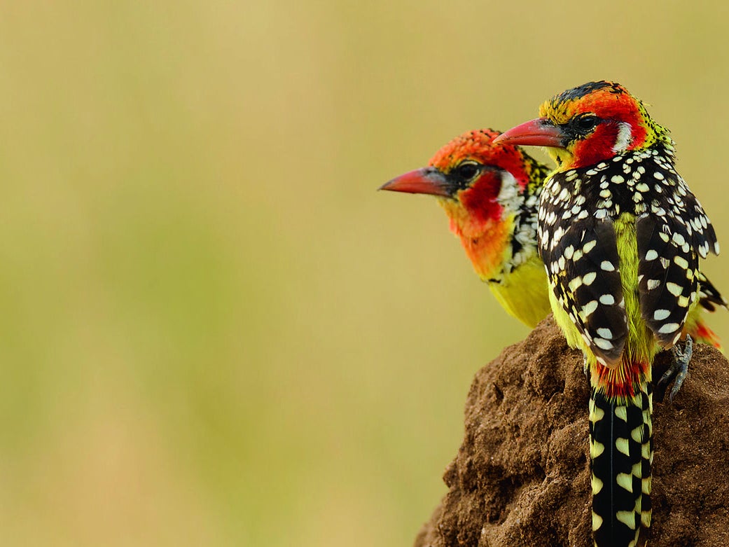 Tanzania fights to save endangered bird species