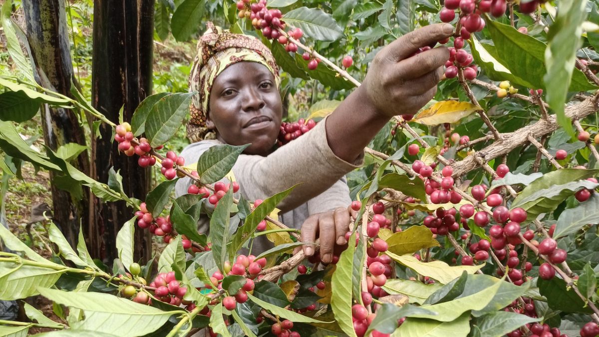 Uganda’s coffee exports jump 18.2% on bumper crop