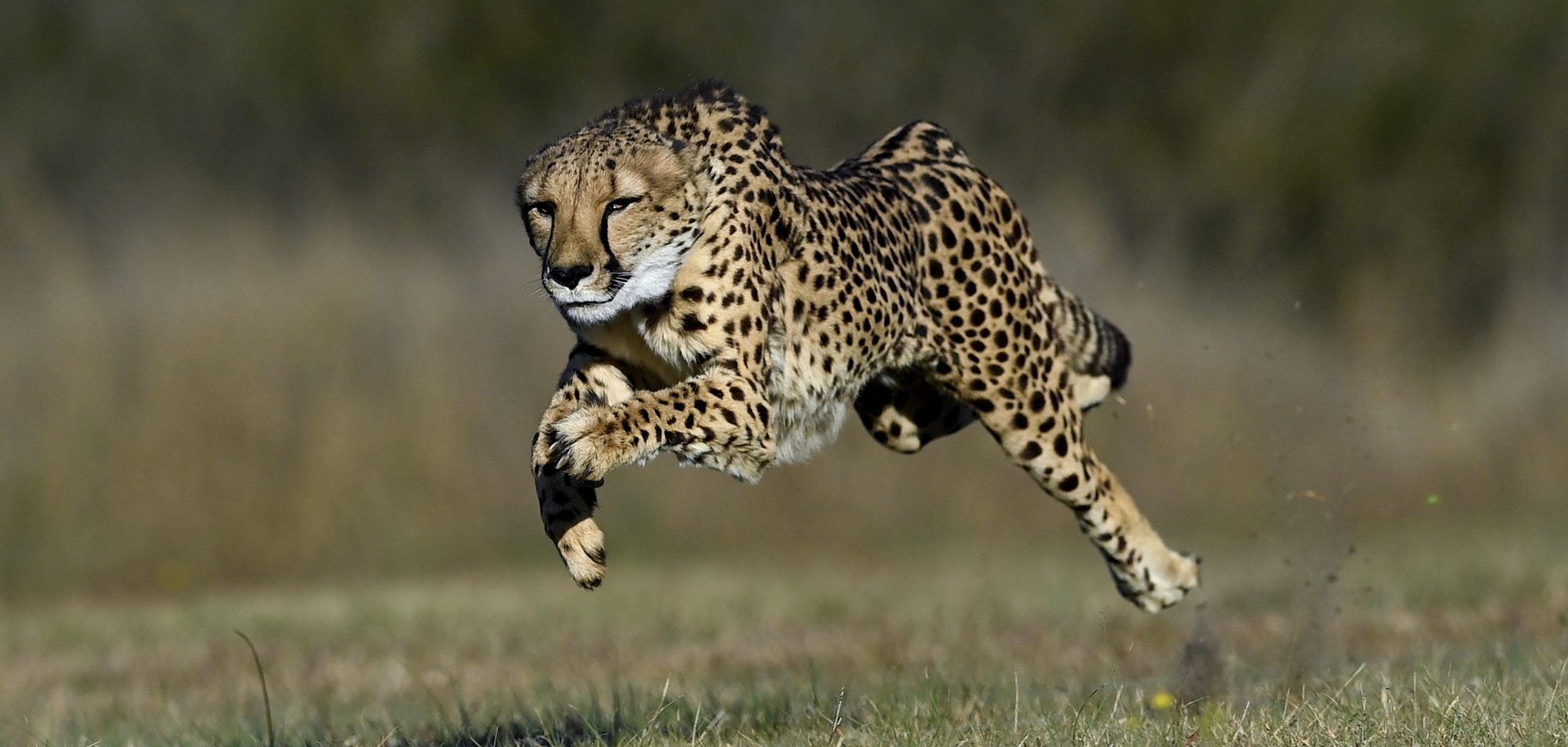 Cheetahs: Africa’s speed kings and fastest land animals