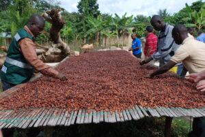 Ivory Coast plans to adjust cocoa prices to match global market levels