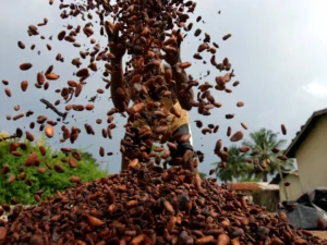 Ivory Coast farmers warn dry weather threatens mid-crop cocoa
