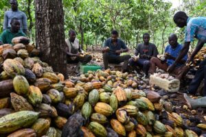 Farmers seek more rain as Ivory Coast cocoa mid-crop weakens