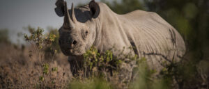 Rhinos return to Uganda’s Kidepo Valley National Park after 40 years
