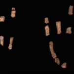 Researchers uncover Paranthropus boisei hand, foot fossils in Kenya