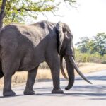 South Africa weighs renaming Kruger National Park amid heritage row