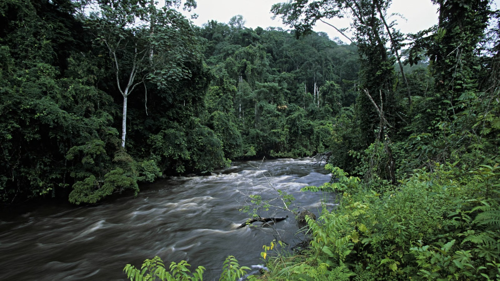 Gabon signs major climate finance deal to protect Congo Basin rainforests