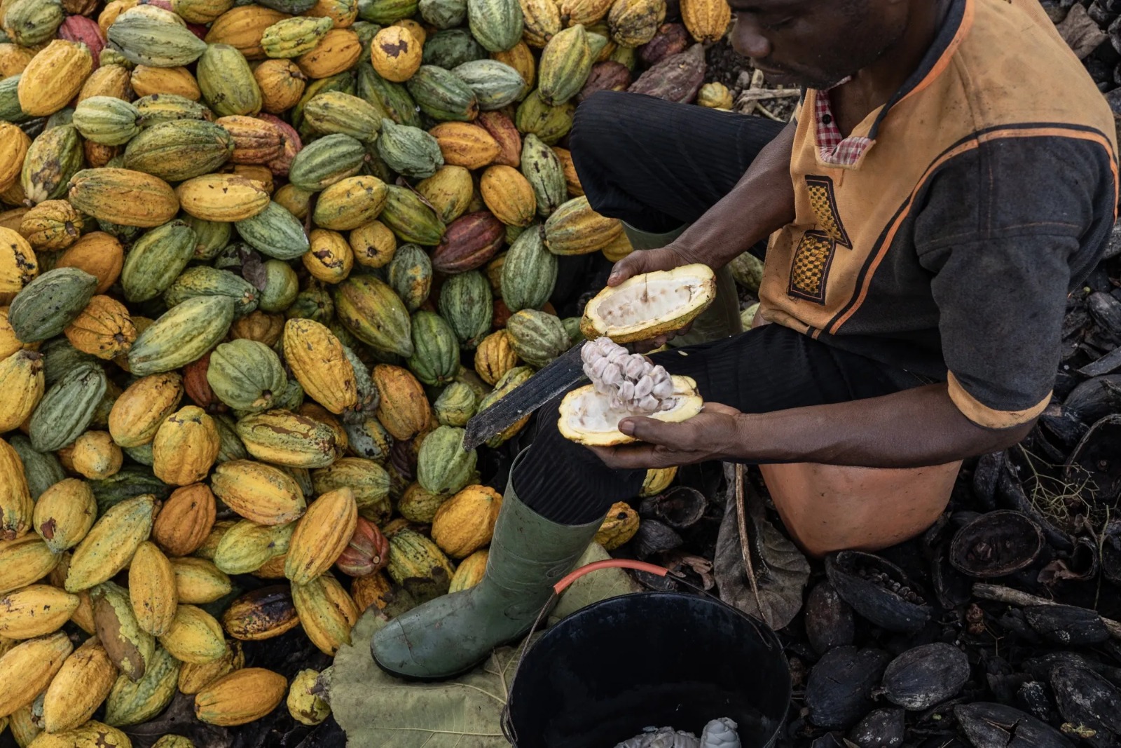 Ivory Coast cocoa harvest set to fall sharply for third year,