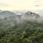 Africa’s forests shift from carbon sink to source amid rising deforestation