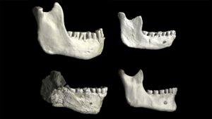 Moroccan fossils shed new light on human origins
