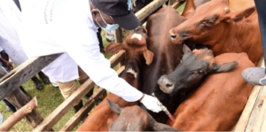 South Africa launches decade-long cattle vaccination drive