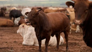 South Africa rolls out vaccines to stop foot-and-mouth crisis