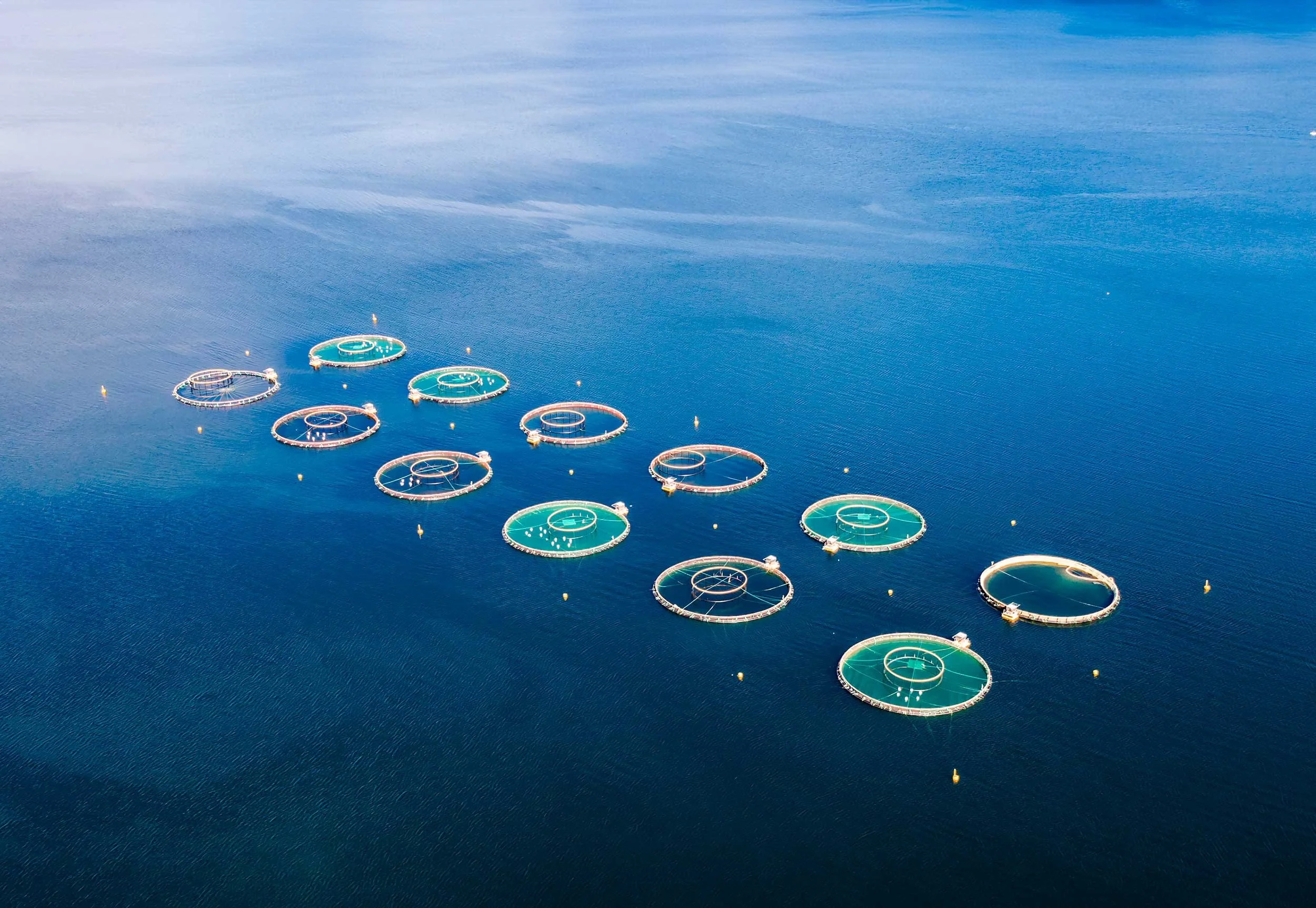 Namibia sets up first large-scale Atlantic salmon farming project