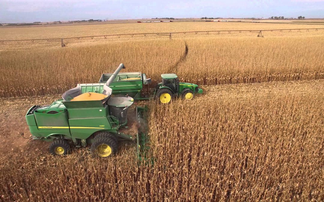 Maize harvest in South Africa set for slight increase in 2026