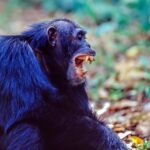 Chimpanzee group turns on itself in deadly Uganda conflict