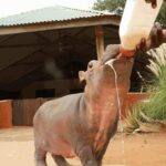 Kenya rescues orphaned baby hippo found beside dead mother