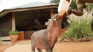 Kenya rescues orphaned baby hippo found beside dead mother