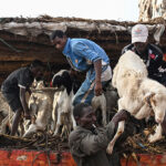 Livestock prices surge in Abidjan as Eid demand tightens supply