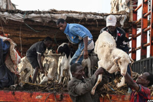 Livestock prices surge in Abidjan as Eid demand tightens supply
