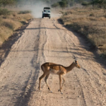 Tanzania launches major road repair project in Serengeti Park