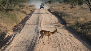 Tanzania launches major road repair project in Serengeti Park