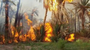 Morocco battles wildfire in Errachidia oasis amid extreme heat