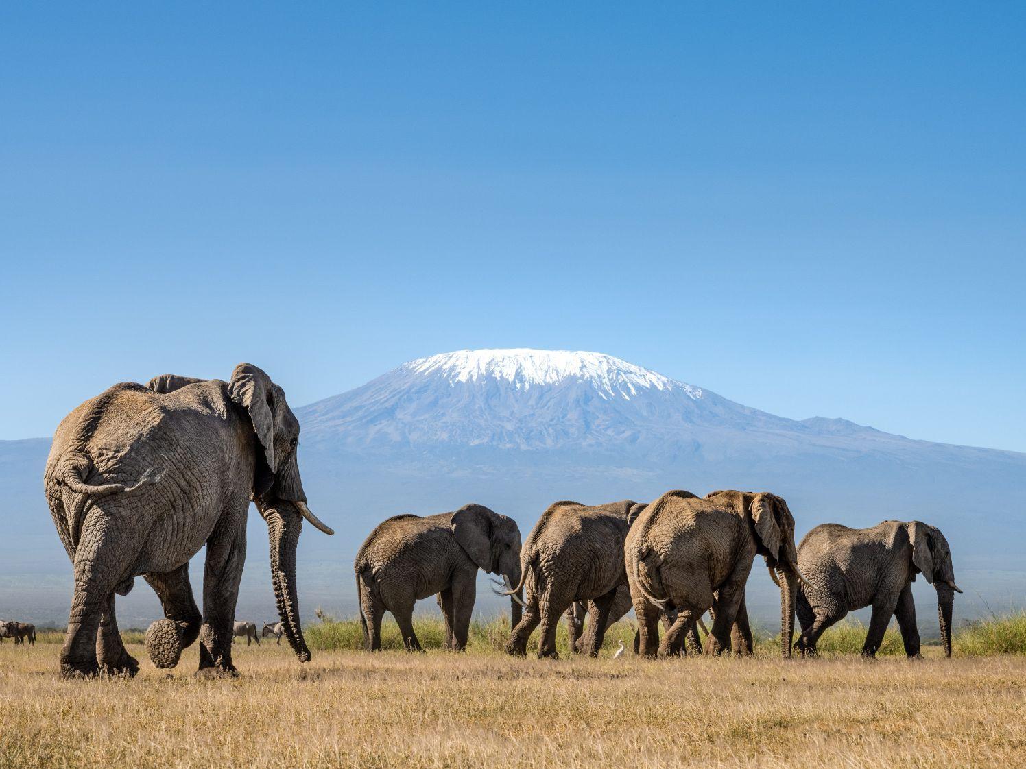 Kenya probes mysterious deaths of 15 elephants near Amboseli