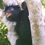 New monkey species with orange lips identified in DR Congo forest