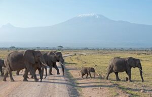 Pesticide-sprayed tomatoes suspected in deaths of 15 elephants in Kenya