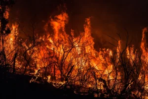 Algeria battles 64 wildfires as death toll rises to 12