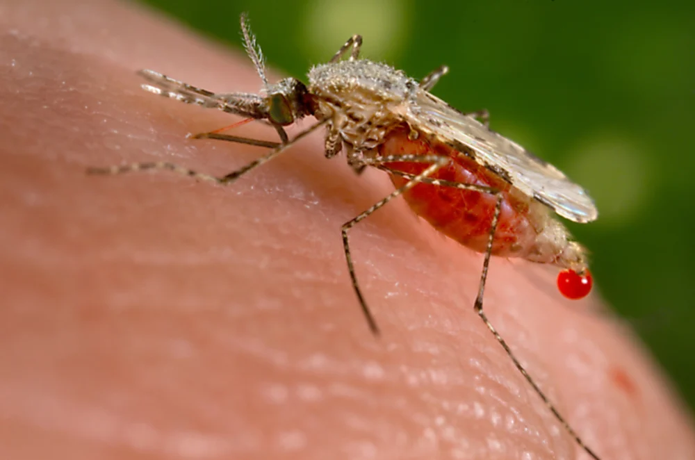 Malaria claims nearly 30,000 lives across Congo in 2025